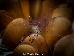 Shrimp by Mark Reilly 